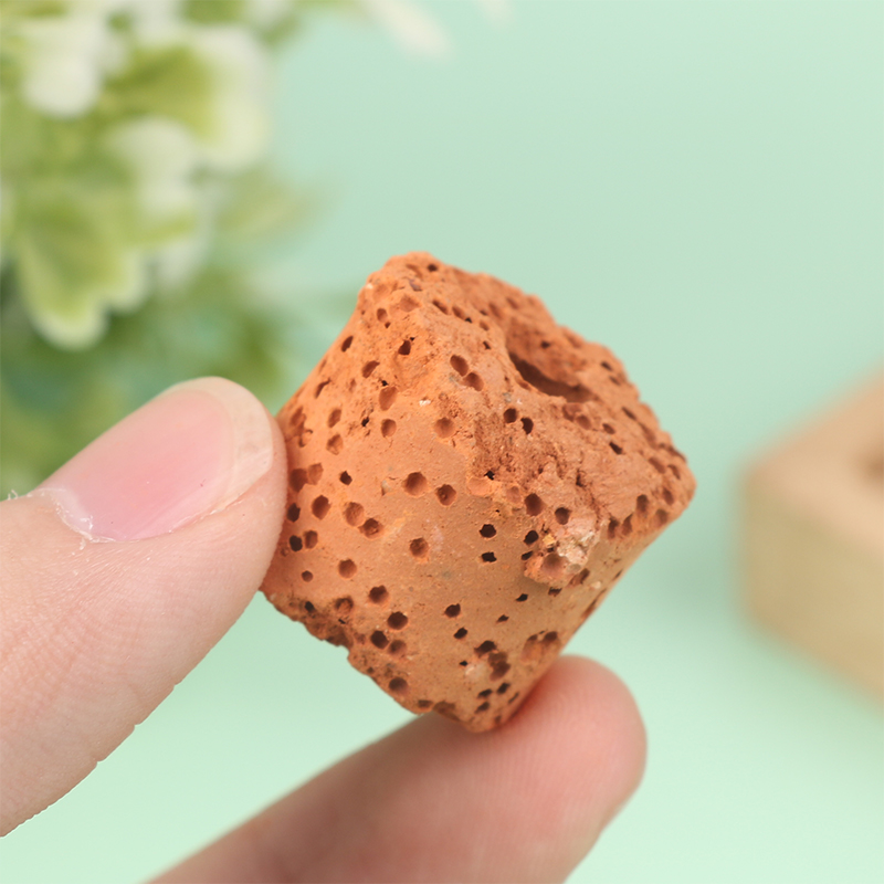 10 Buah Cincin Tanaman Air Min - Aquarium Planted Set Up ulasan dan harga