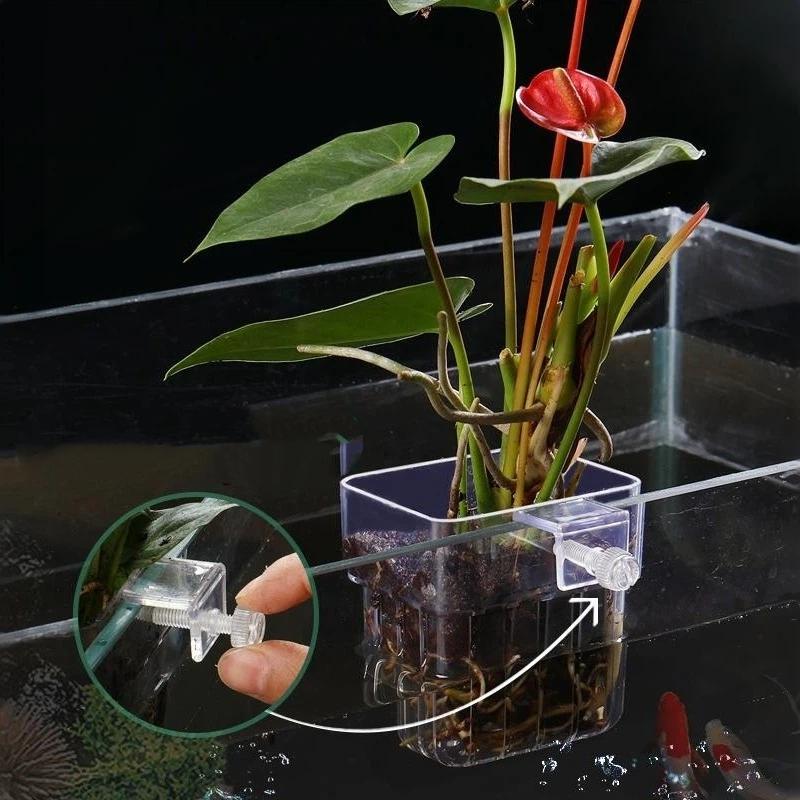 Penyangga Tanaman Akuarium yan - Aquarium Plant Easy To Grow ulasan dan harga