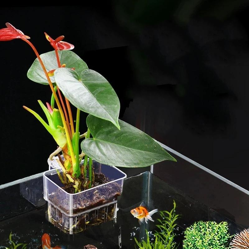 Penyangga Tanaman Akuarium yan - Aquarium Plant Easy To Grow ulasan dan harga