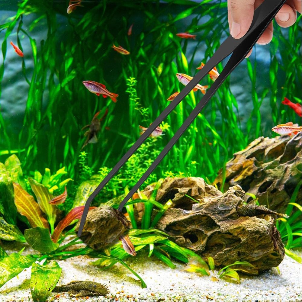 Pinset Akuarium Panjang dari B - Non Planted Aquarium Fish ulasan dan harga