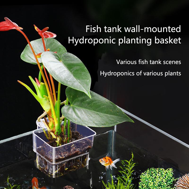 Cangkir Penanaman Hidroponik A - Aquarium Planted Set Up ulasan dan harga