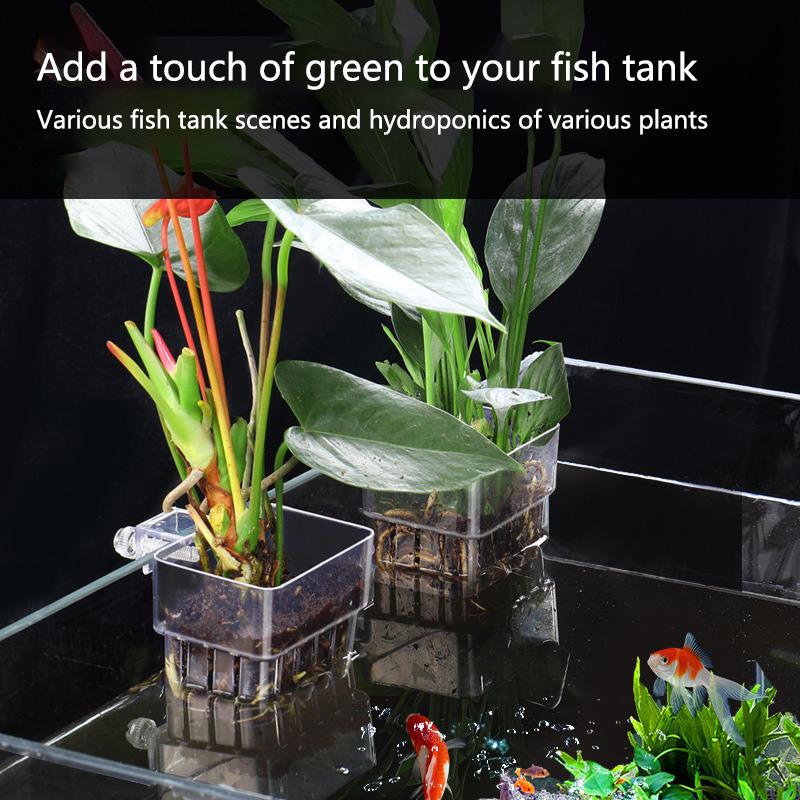 Cangkir Penanaman Hidroponik A - Aquarium Planted Set Up ulasan dan harga