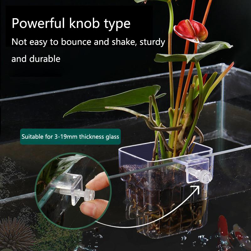 Cangkir Penanaman Hidroponik A - Aquarium Planted Set Up ulasan dan harga